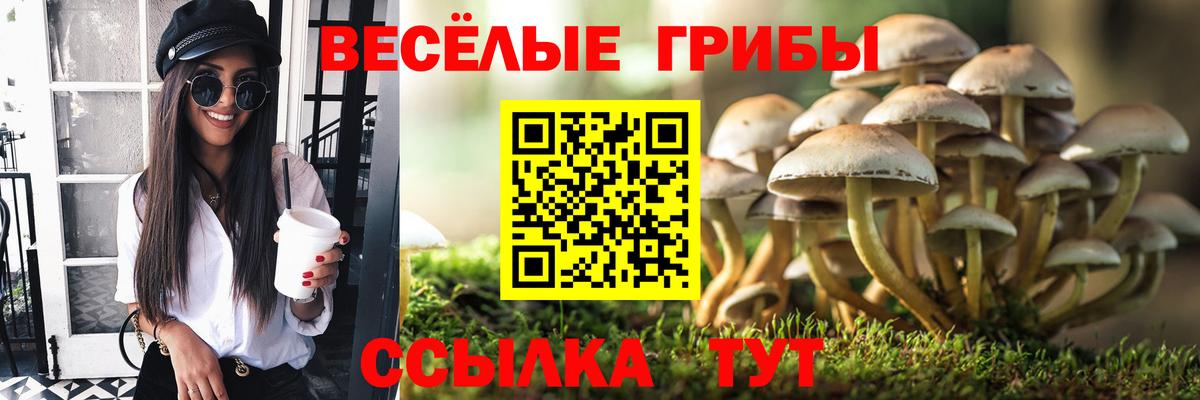 Кизляр  как найти   Вход с VPN  Галлюциногенные грибы Cubensis 